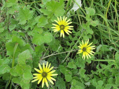 Image of Capeweed