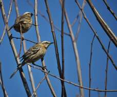 Image of Chilean Mockingbird