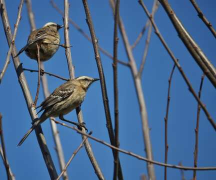 Image of Chilean Mockingbird