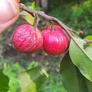 Image of Galbulimima belgraveana (F. Müll.) Sprague