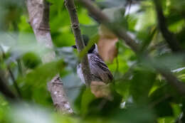 Image of Collared Antshrike