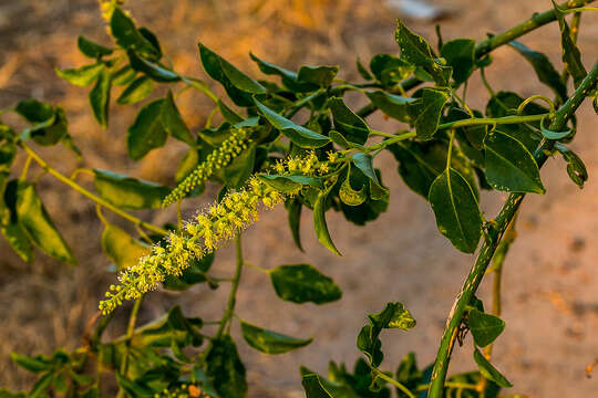 Image of pokeweed