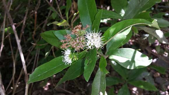 Image of Nuxia involucrata A. DC.