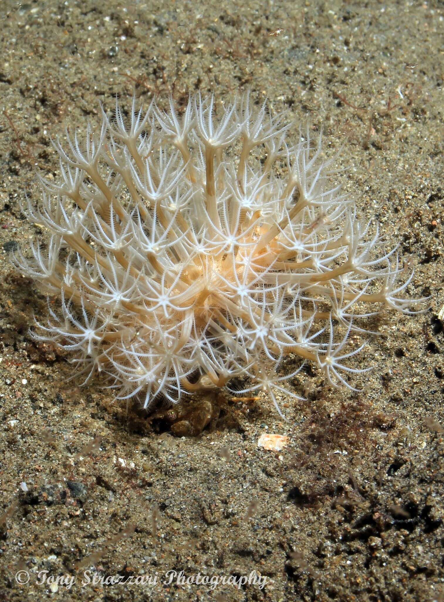 Image of barrel sea-pen