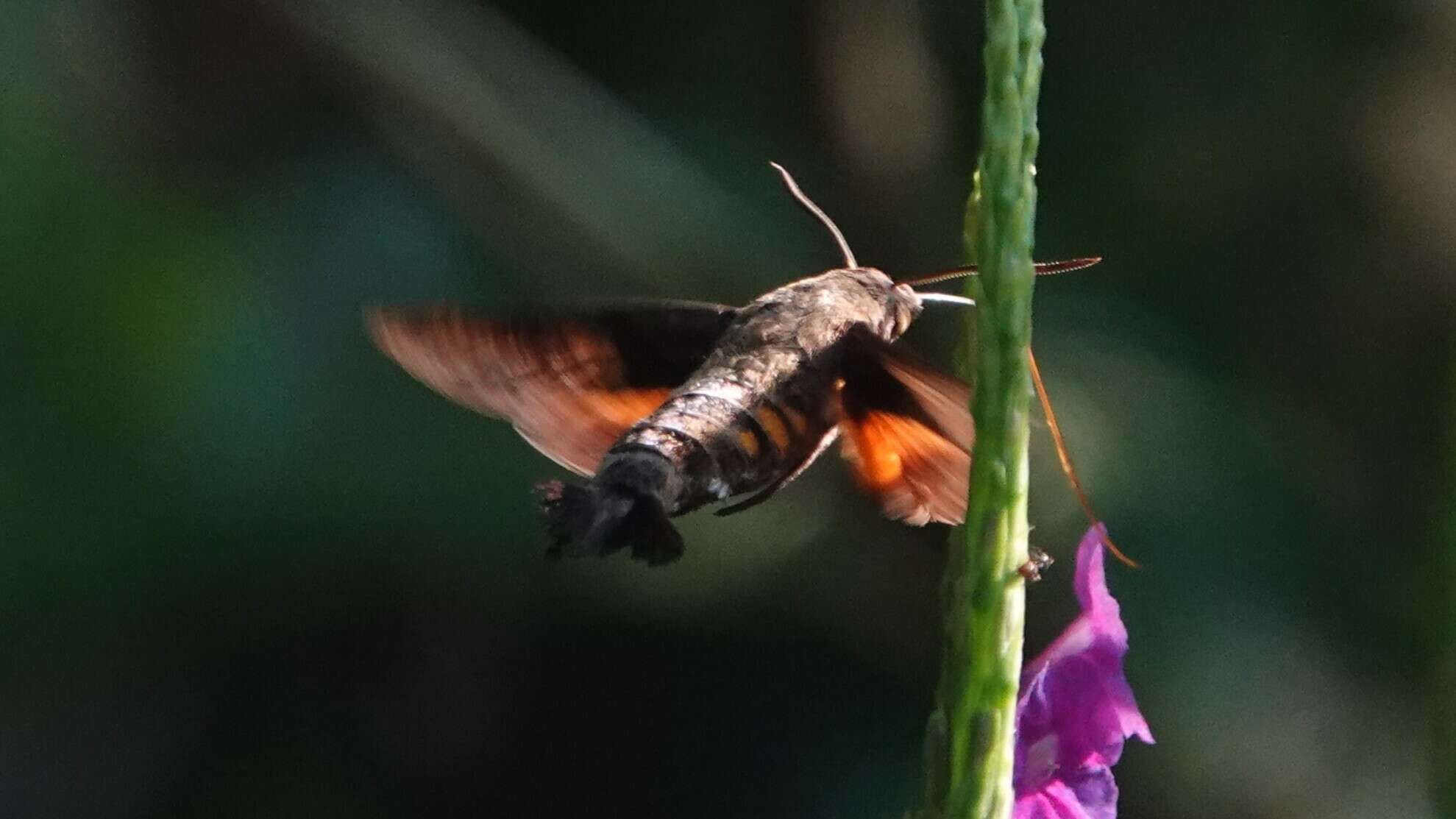 Image of Macroglossum corythus Walker 1856