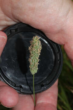 Image of Phleum bertolonii DC.