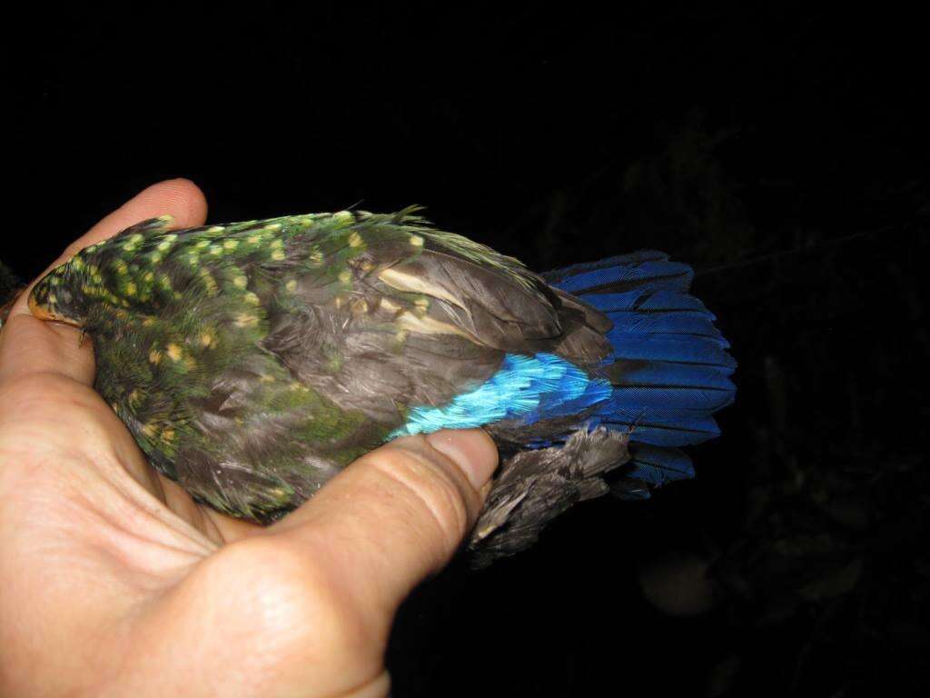 Image of Rufous collared kingfisher