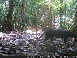 Image of Jaguarundi