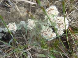 Image de Helichrysum spiralepis Hilliard & Burtt