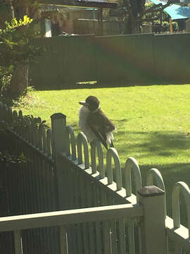 Image of Grey Butcherbird