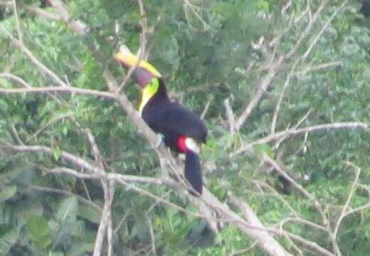 Plancia ëd Ramphastos ambiguus Swainson 1823