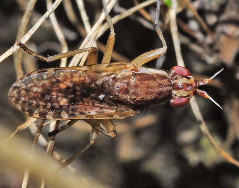 Image of Euthycera seguyi Vala 1990