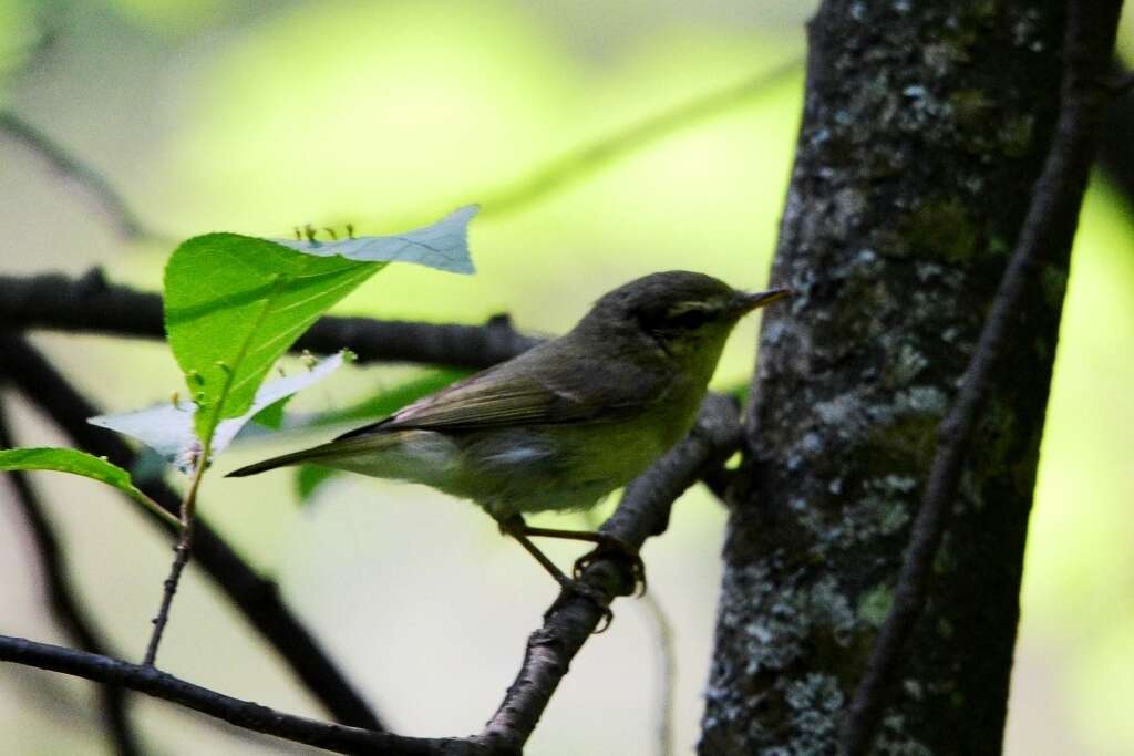 Plancia ëd Phylloscopus trochiloides (Sundevall 1837)