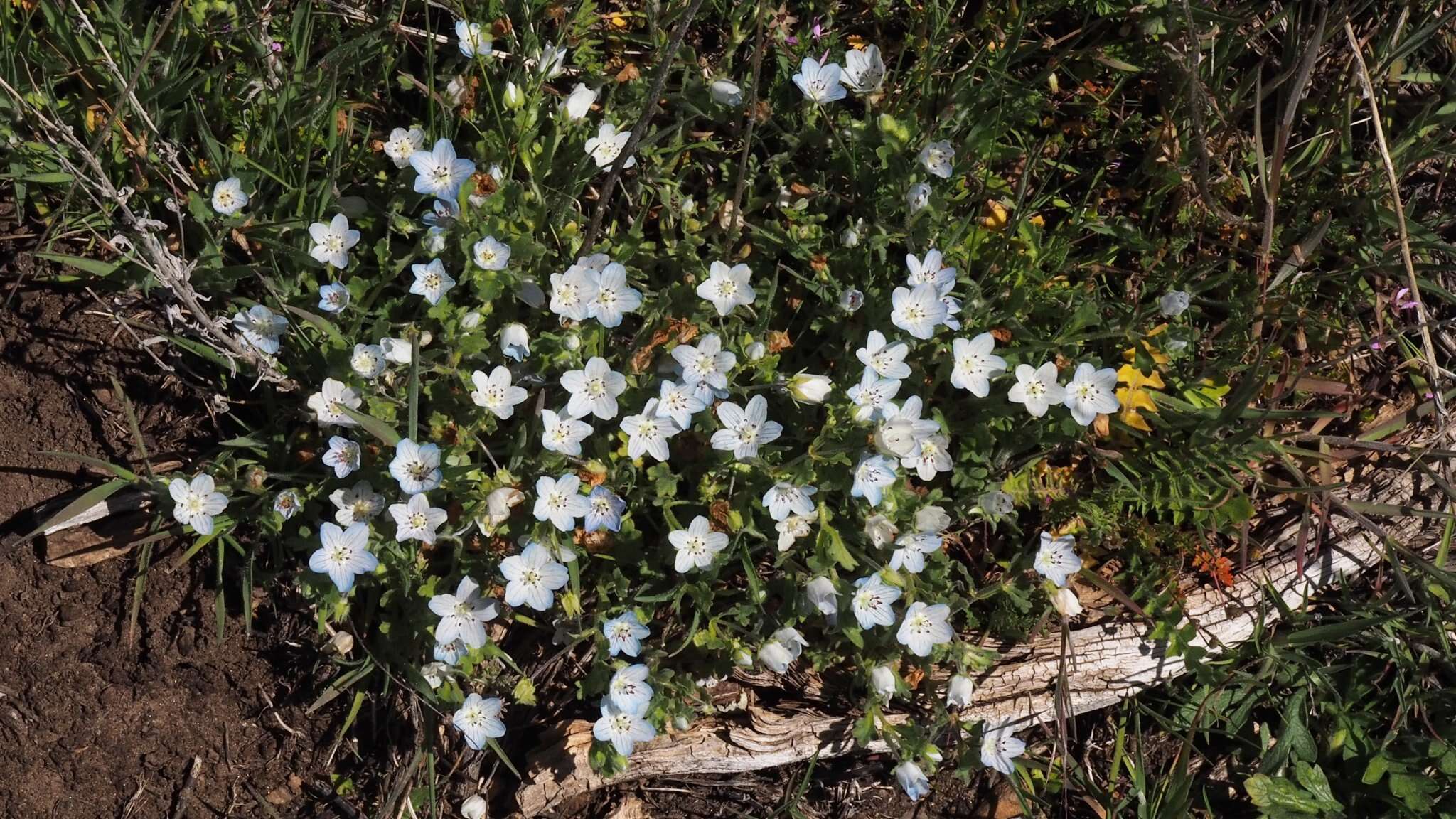 Image de Nemophila menziesii var. integrifolia Brand