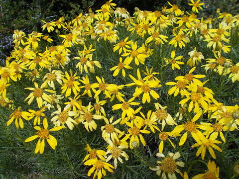 Plancia ëd Ericameria linearifolia (DC.) L. E. Urbatsch & J. R. Wussow