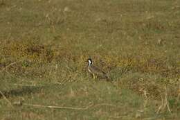 Image of Red-wattled Lapwing