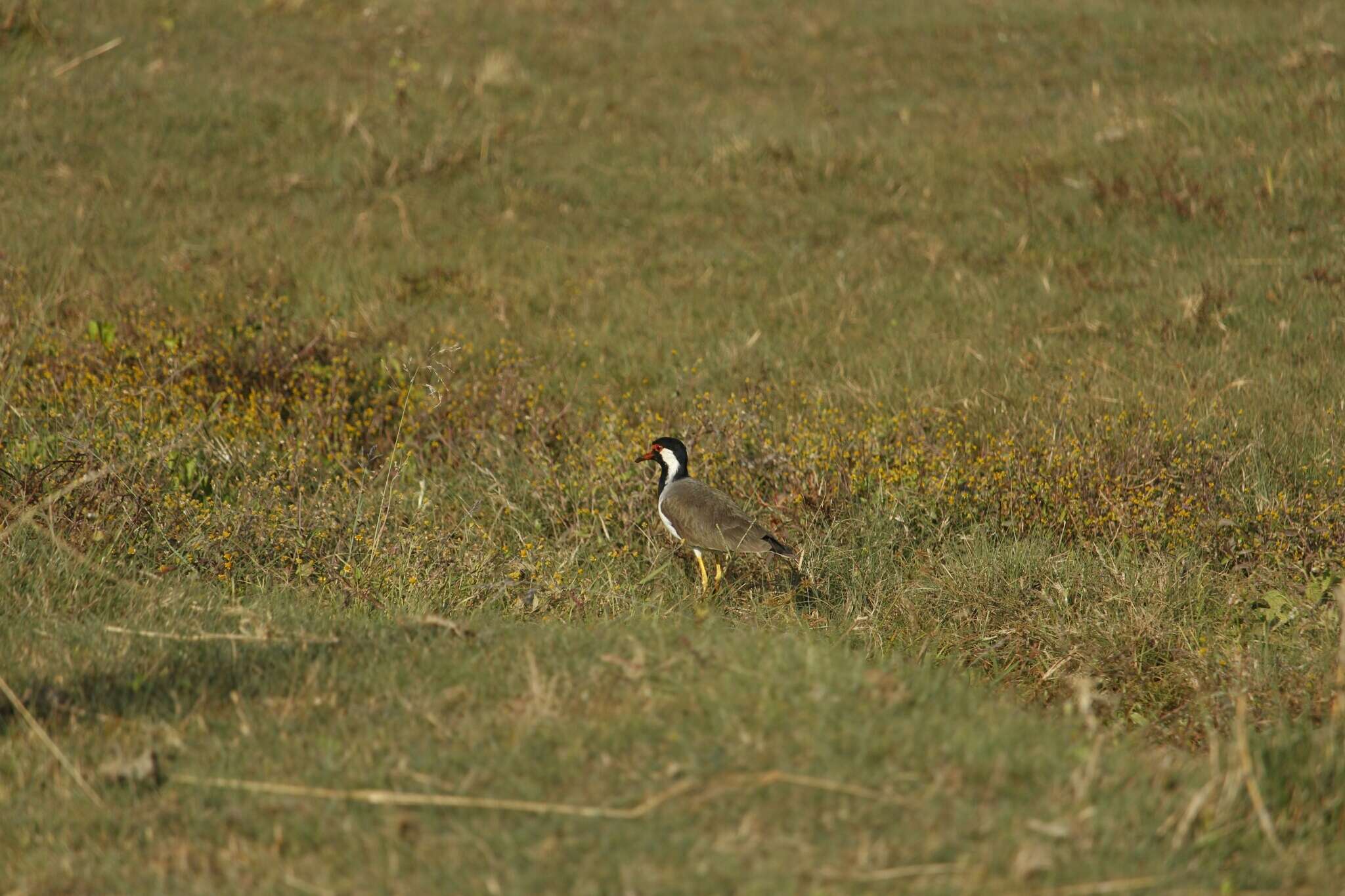 Image of Red-wattled Lapwing