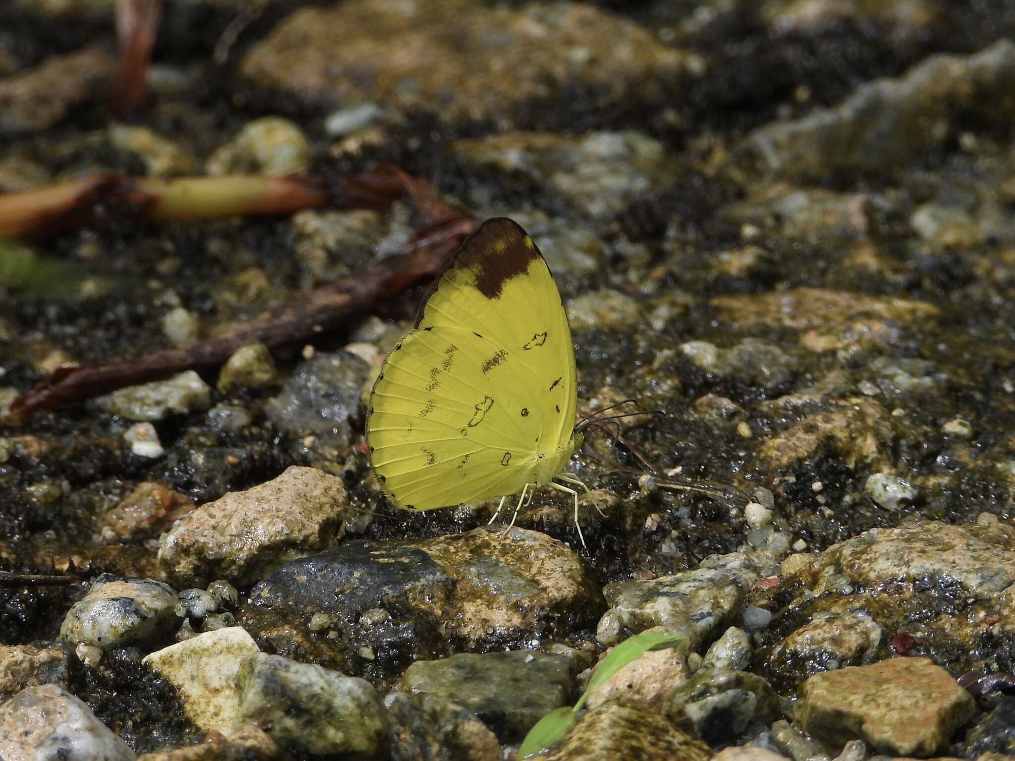 Image of Eurema simulatrix (Staudinger 1891)