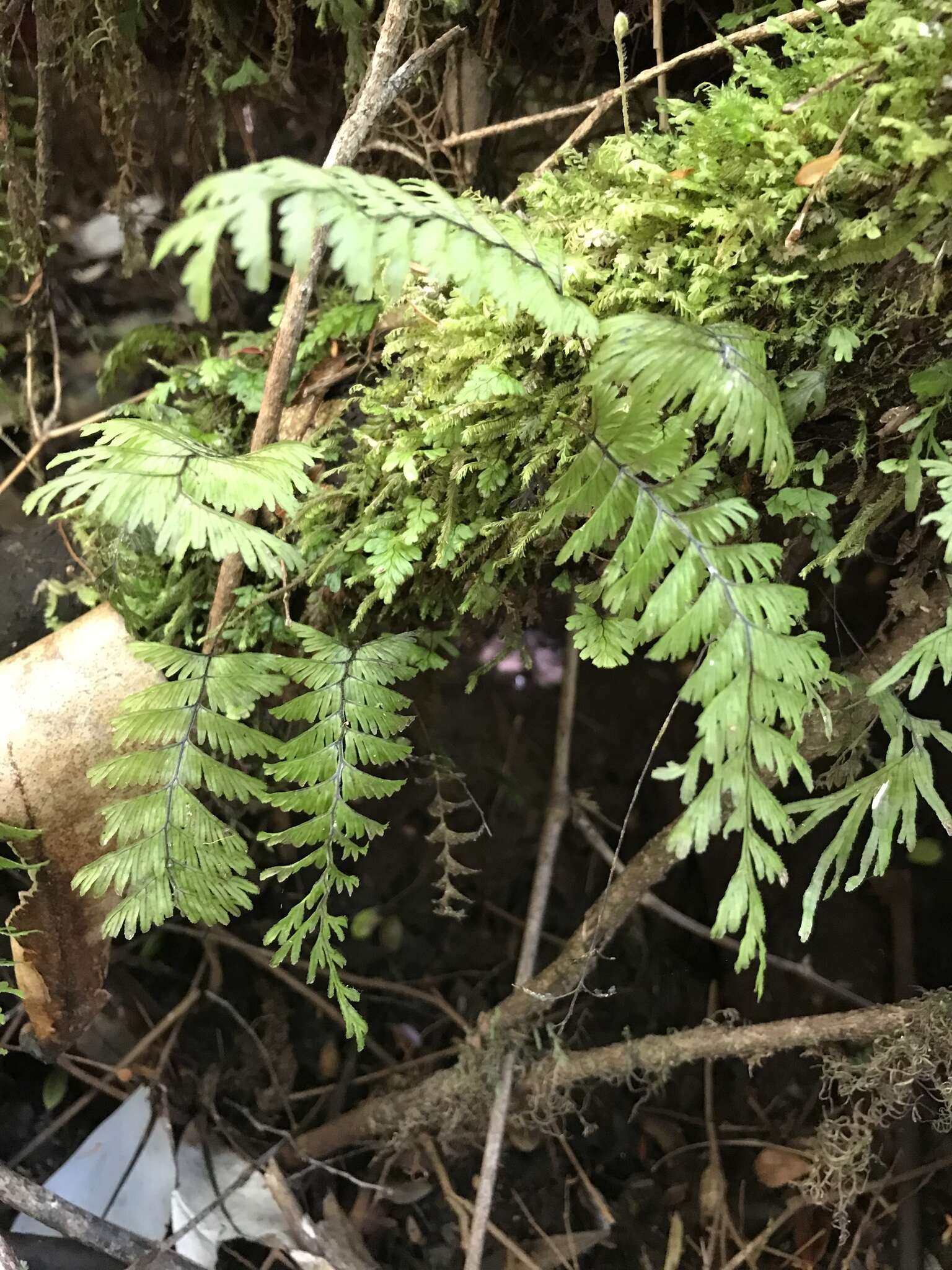 Image of Hymenophyllum pectinatum Cav.