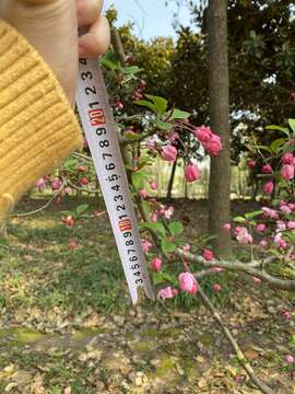 Image of Adirondack Crabapple