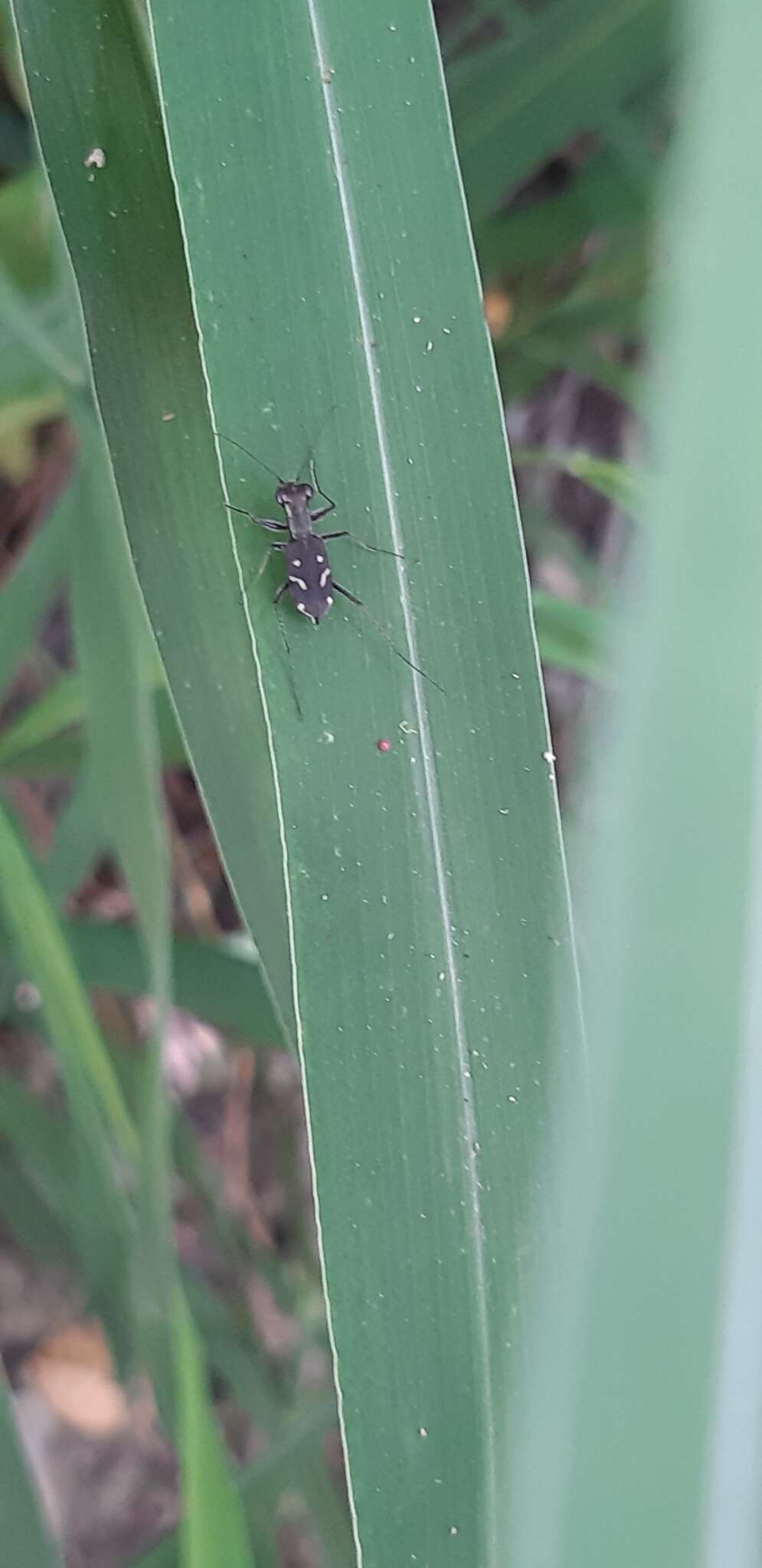 Cylindera (Ifasina) kaleea angulimaculata (Mandl 1955) resmi