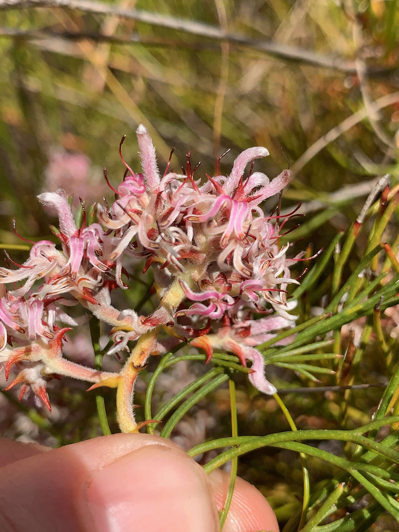 Imagem de Serruria rubricaulis R. Br.