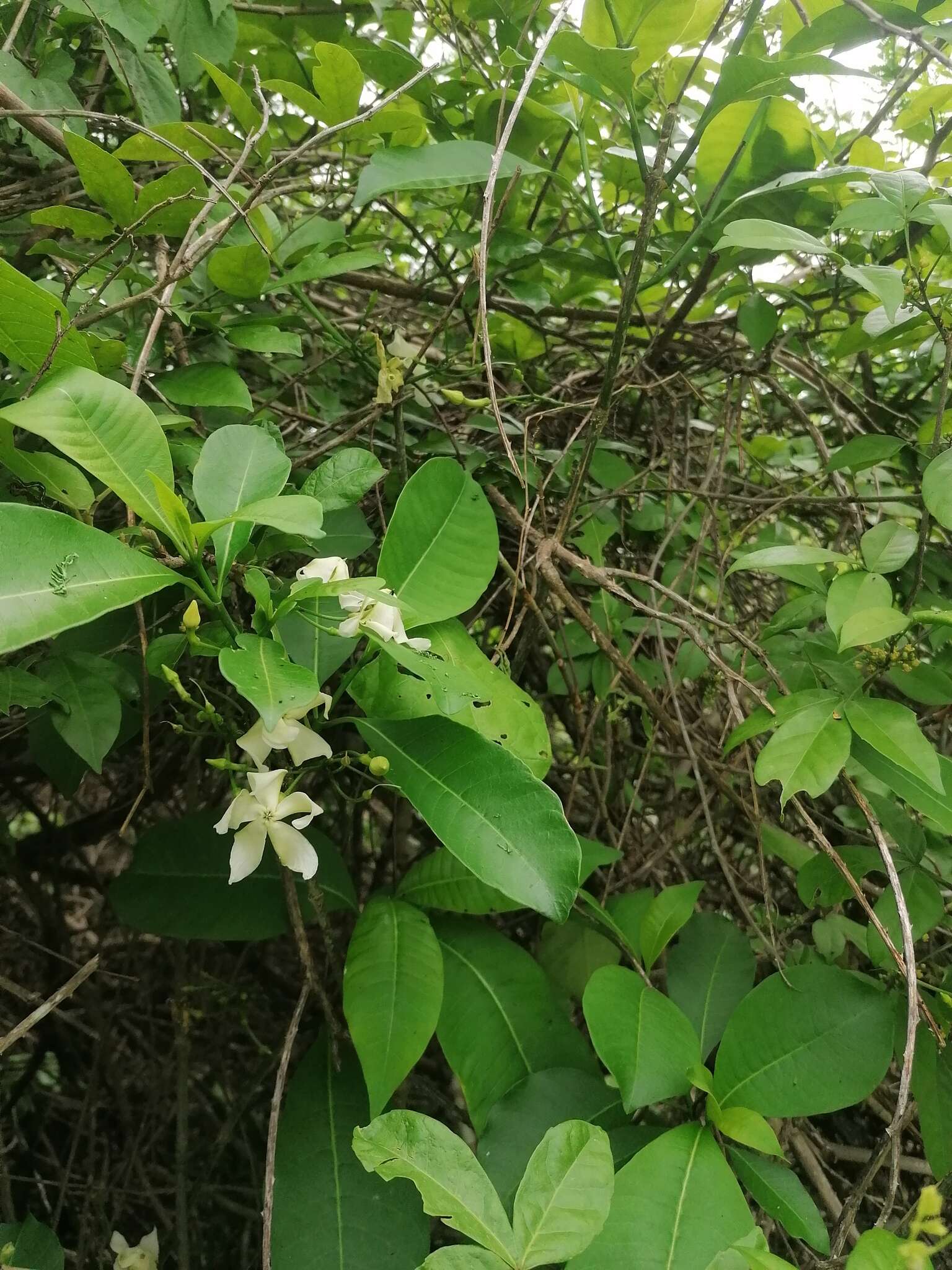 Plancia ëd Tabernaemontana amygdalifolia Jacq.