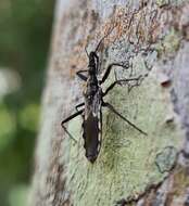 Image of Piestolestes obscurus (Bergroth 1895)