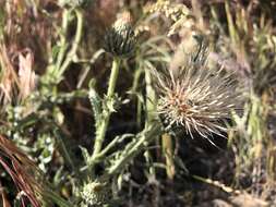 Cirsium cymosum (Greene) J. T. Howell的圖片