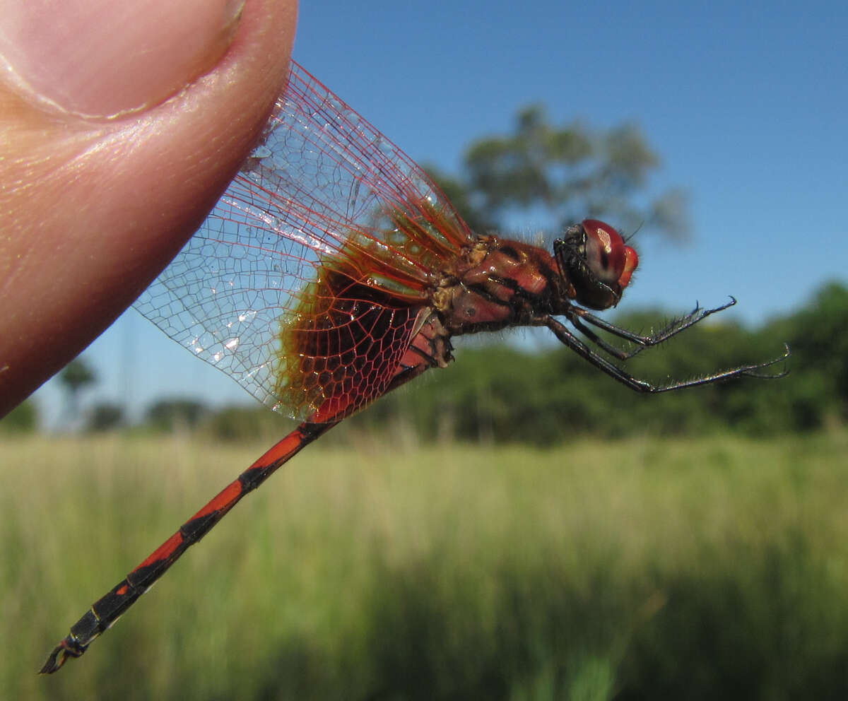 Image of Trithemis monardi Ris 1931