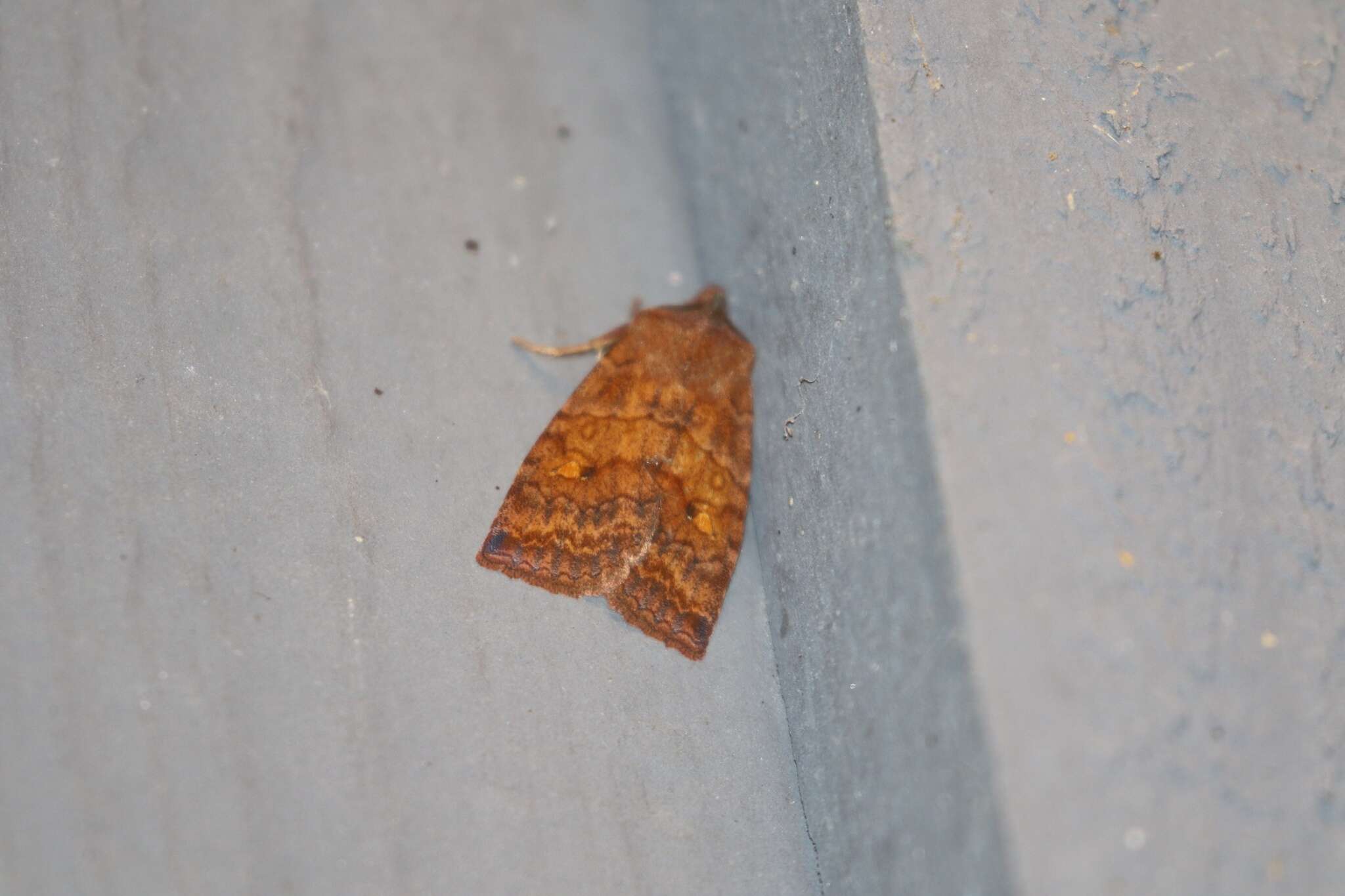 Image of Three-Spotted Sallow