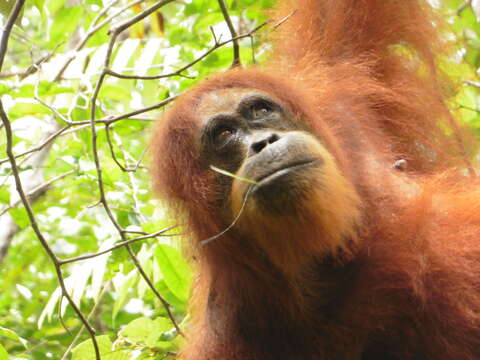 Image of Sumatran orangutan