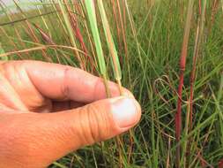 Imagem de Andropogon appendiculatus Nees