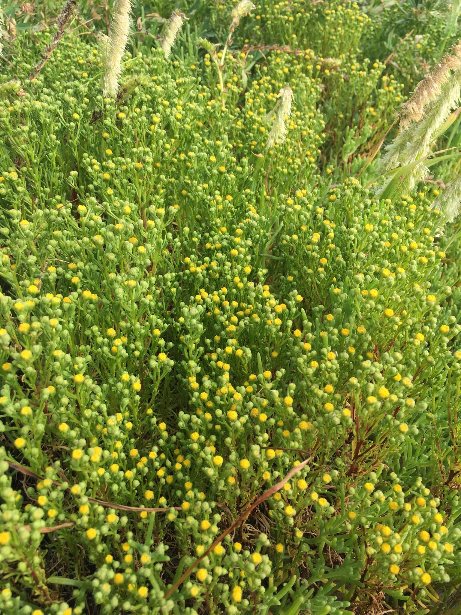 Слика од Amblyopappus