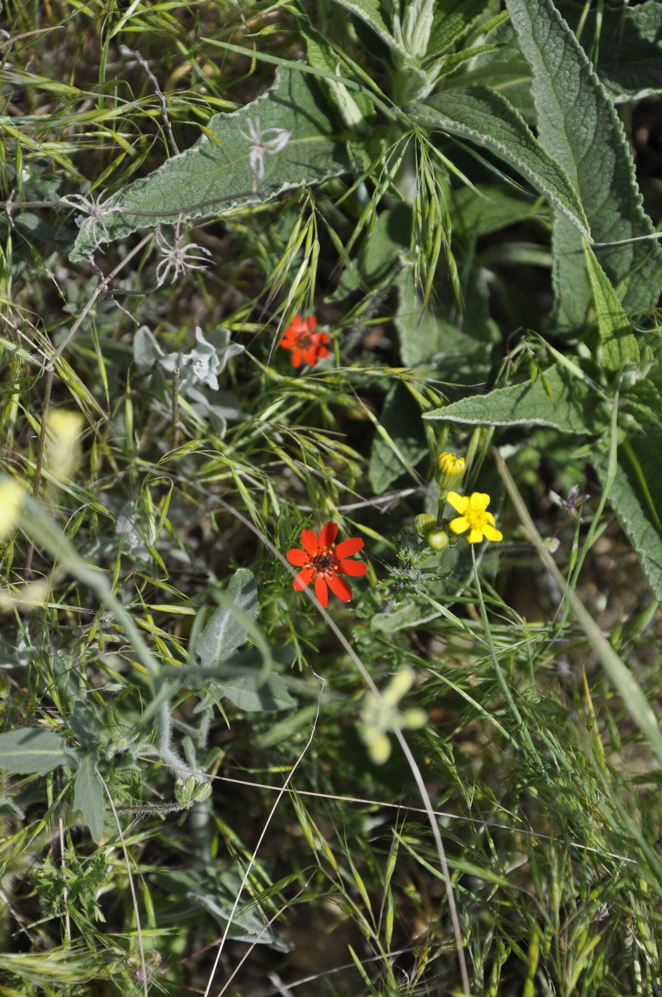 Image of flame adonis