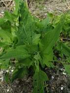 Image de Atriplex prostrata subsp. latifolia (Wahlenb.) Rauschert