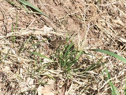 Image of Plains Leopard Frog