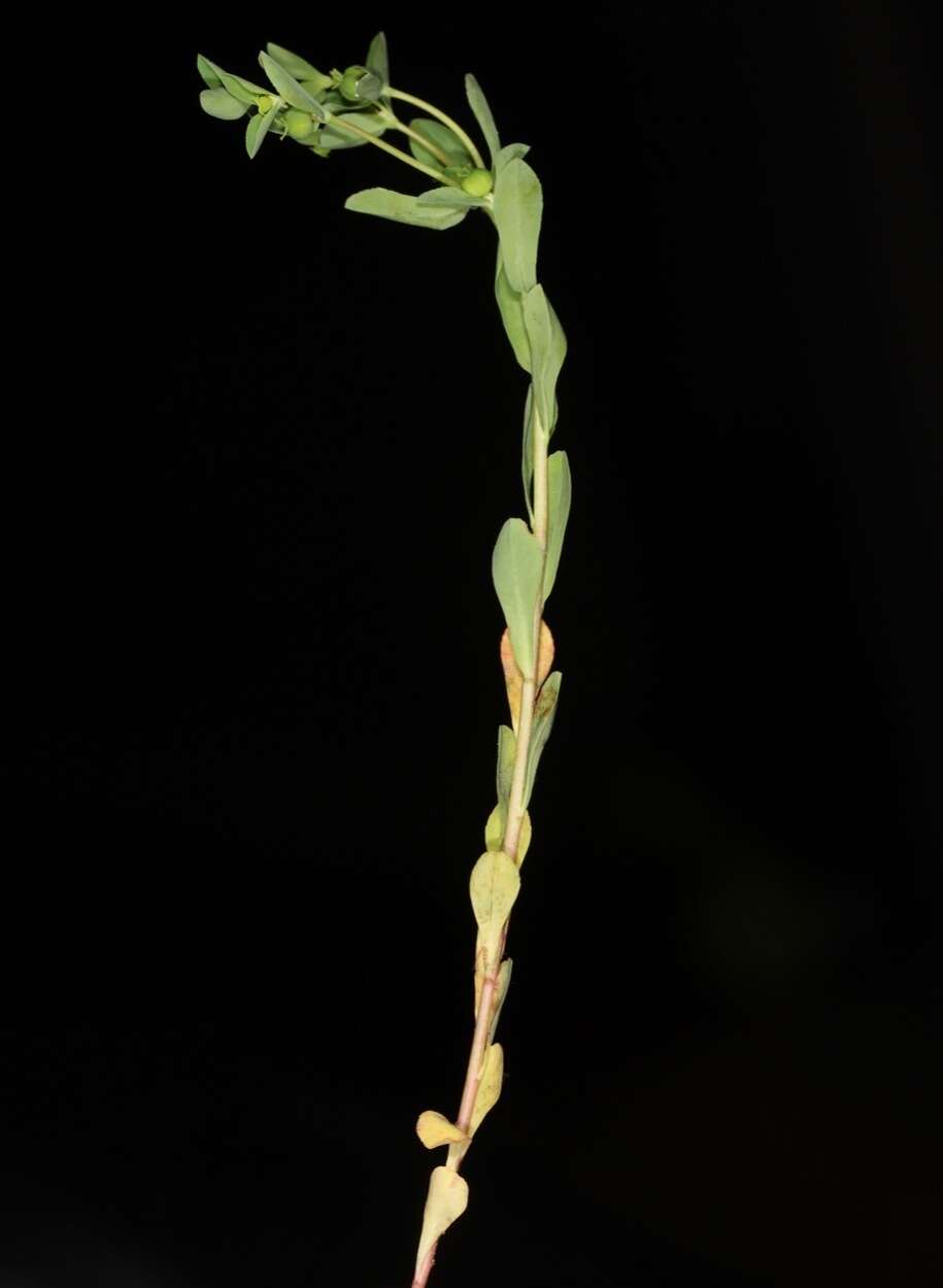 Image of Texas spurge