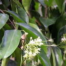 Image of Dactyladenia barteri (Hook. fil. ex Oliv.) G. T. Prance & F. White