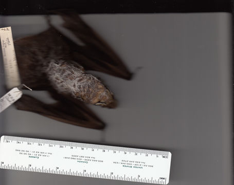 Image of Hoary bat