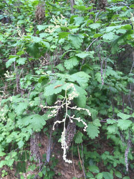 Image de Holodiscus discolor (Pursh) Maxim.