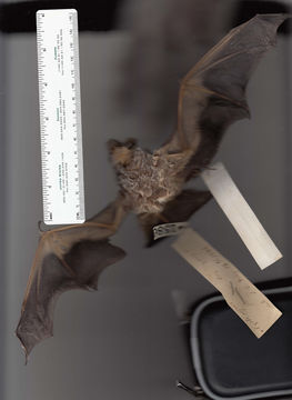 Image of Hoary bat