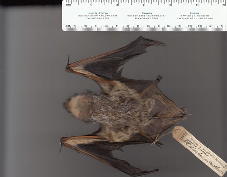 Image of Hoary bat