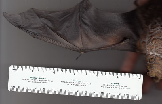 Image of Hoary bat