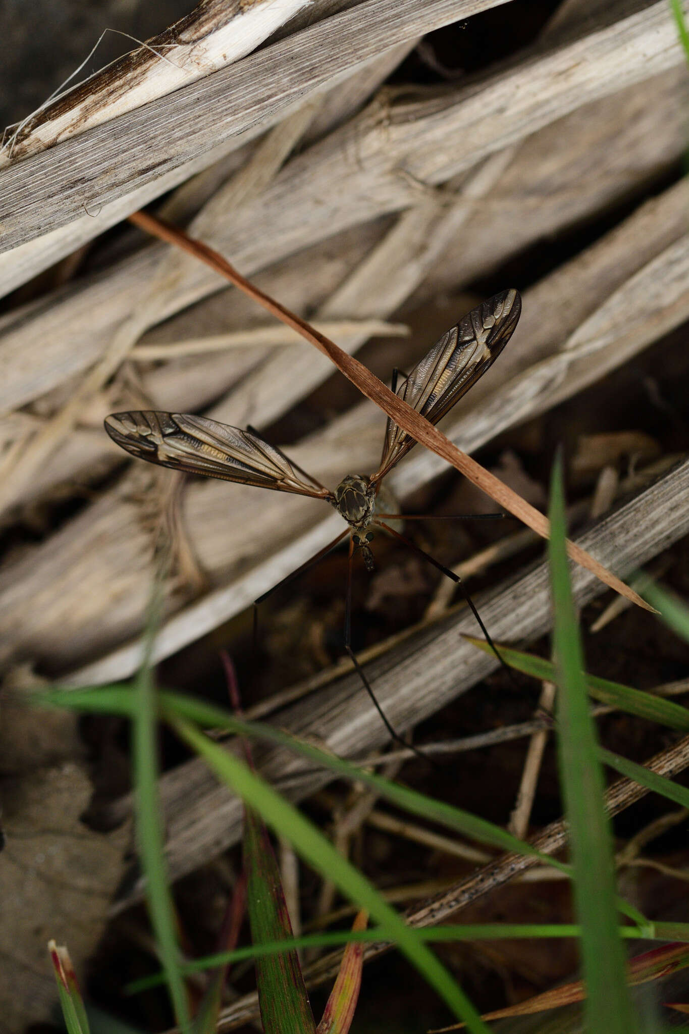 Tipula (Acutipula) vittata Meigen 1804的圖片