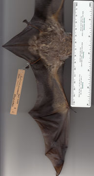 Image of Hoary bat