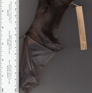 Image of Hoary bat