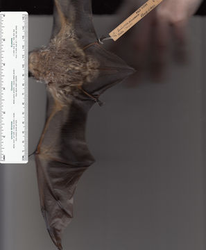 Image of Hoary bat