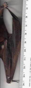 Image of Hoary bat