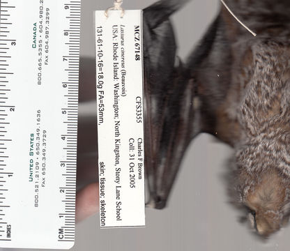Image of Hoary bat
